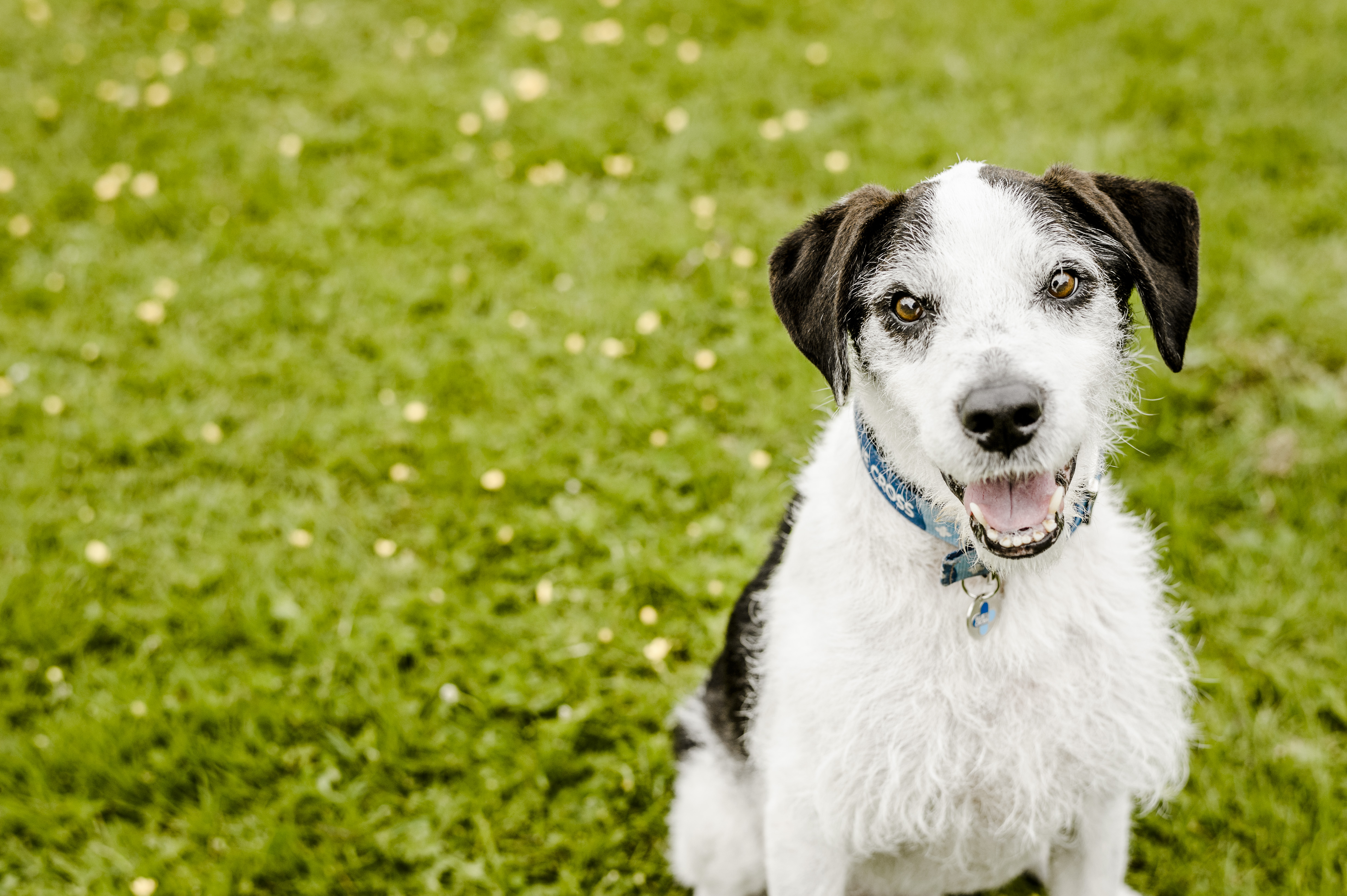 Diabetes in dogs Caring for a diabetic dog Blue Cross